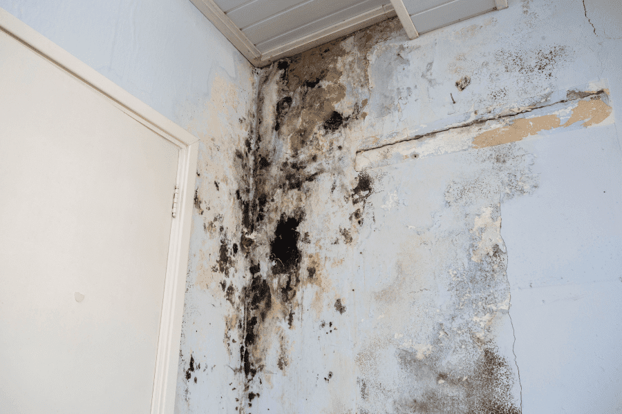 Mold Remediation